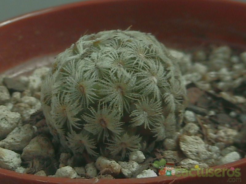 A photo of Mammillaria nana