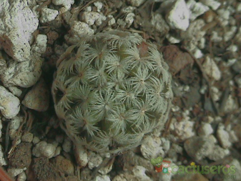 A photo of Mammillaria nana