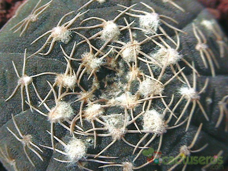 Una foto de Gymnocalycium ragonesei