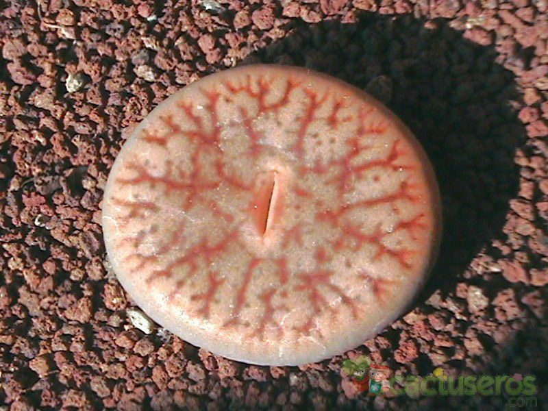 A photo of Lithops pseudotruncatella ssp. pseudotruncatella var. pseudotruncatella