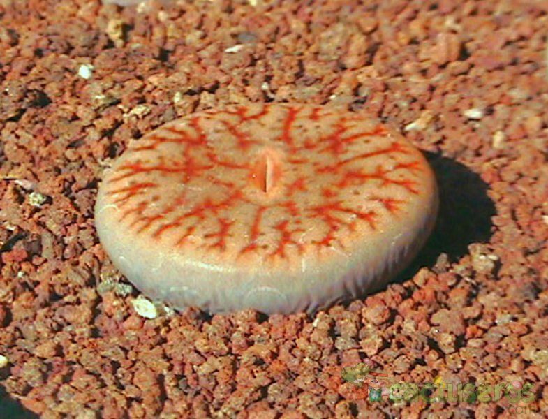A photo of Lithops pseudotruncatella ssp. pseudotruncatella var. pseudotruncatella