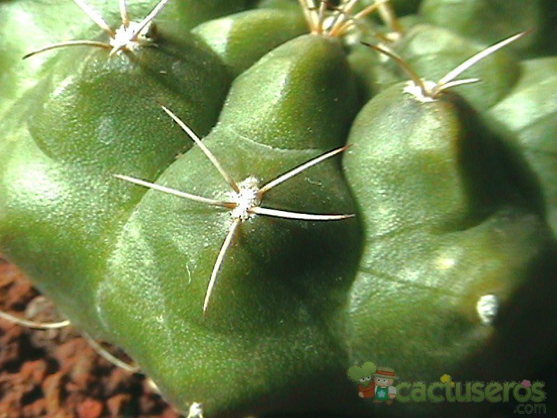 Una foto de Gymnocalycium anisitsii ssp. damsii cv. Multiproliferum