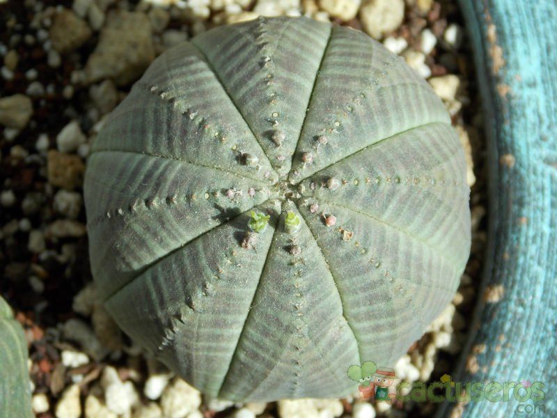 Una foto de Euphorbia obesa