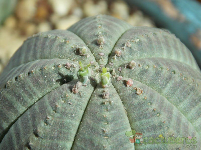 Una foto de Euphorbia obesa
