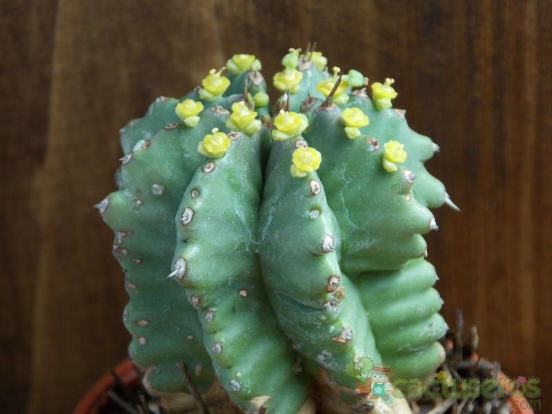 A photo of Euphorbia anoplia