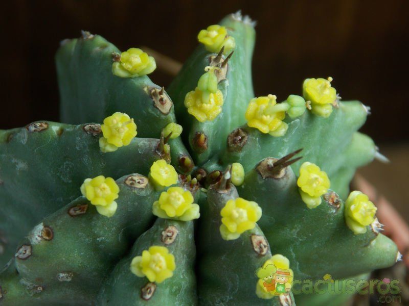 A photo of Euphorbia anoplia