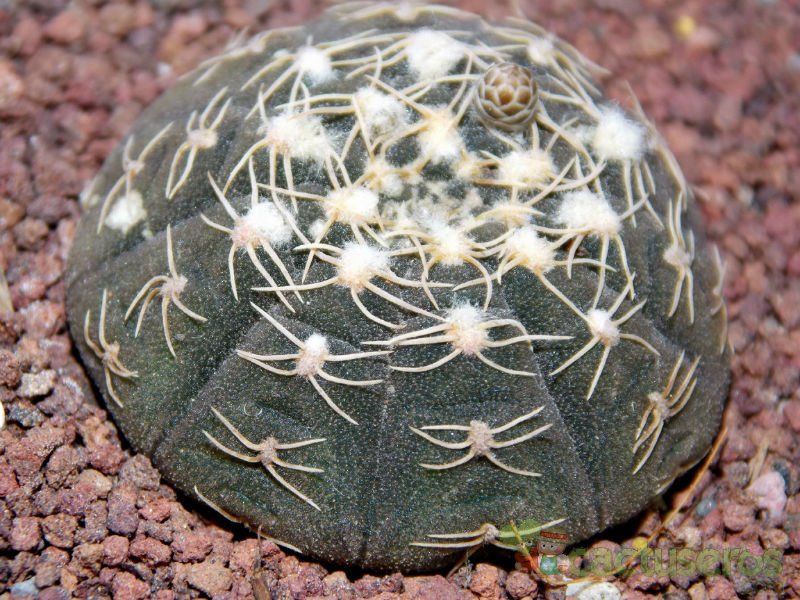A photo of Gymnocalycium ragonesei