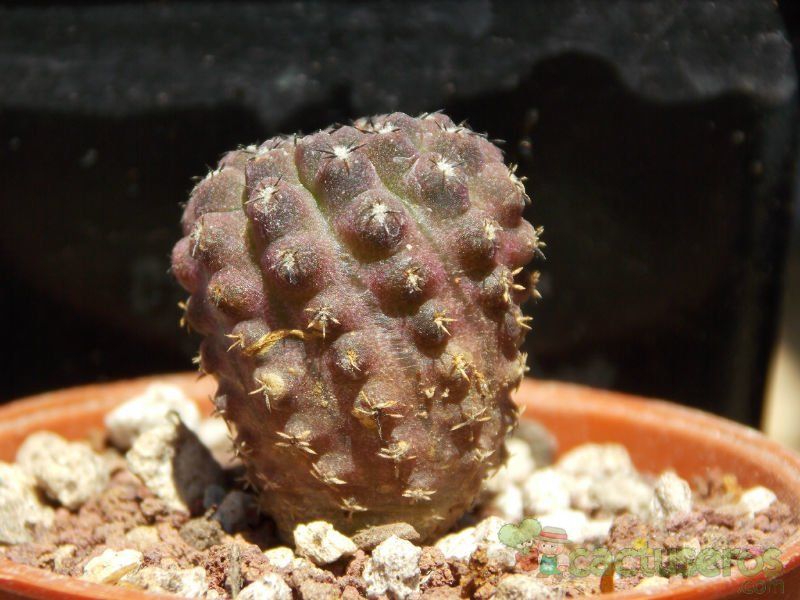 A photo of Eriosyce esmeraldana