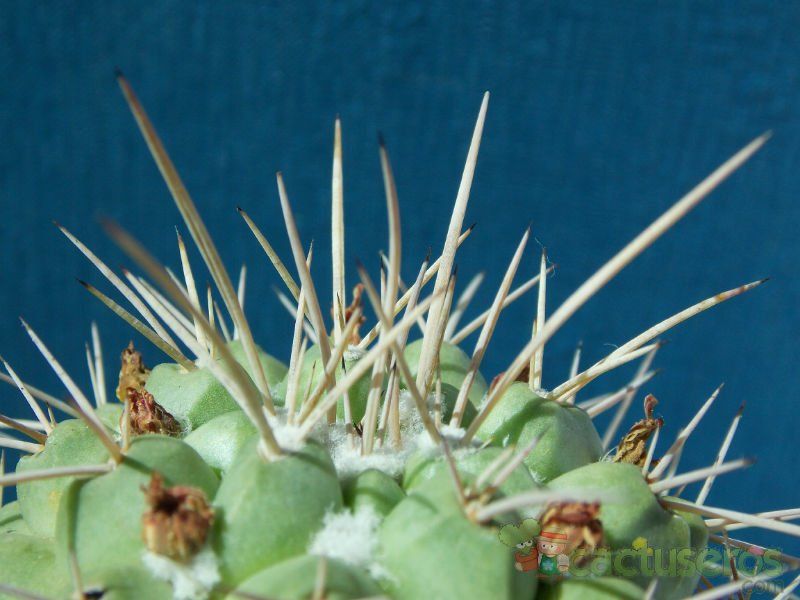 Una foto de Mammillaria magnimamma