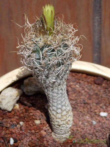 Una foto de Turbinicarpus pseudomacrochele ssp. minimus