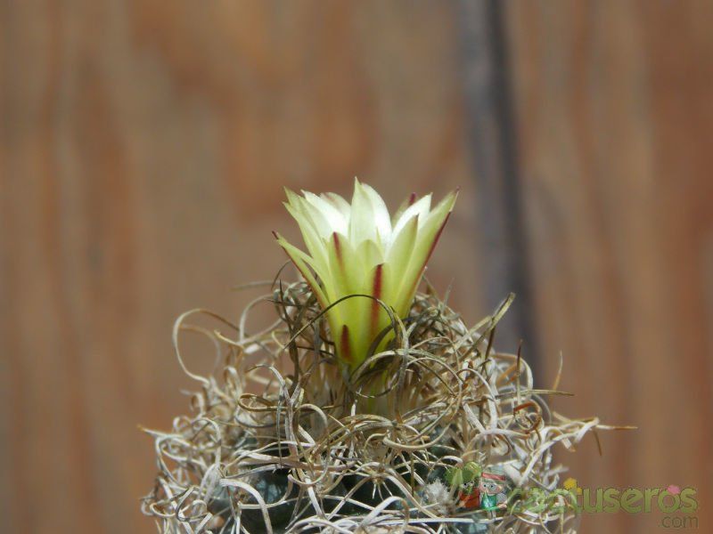 Una foto de Turbinicarpus pseudomacrochele ssp. minimus