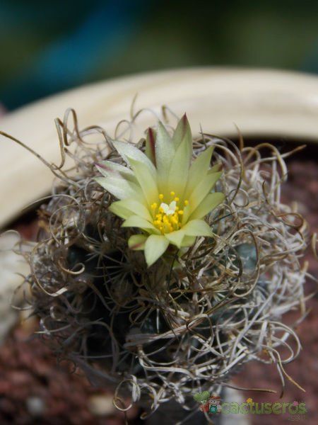 Una foto de Turbinicarpus pseudomacrochele ssp. minimus