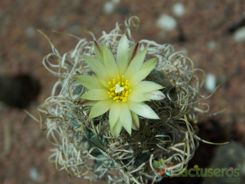 Una foto de Turbinicarpus pseudomacrochele ssp. minimus