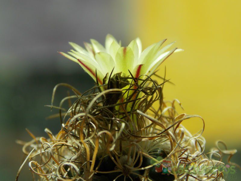 Una foto de Turbinicarpus pseudomacrochele ssp. minimus
