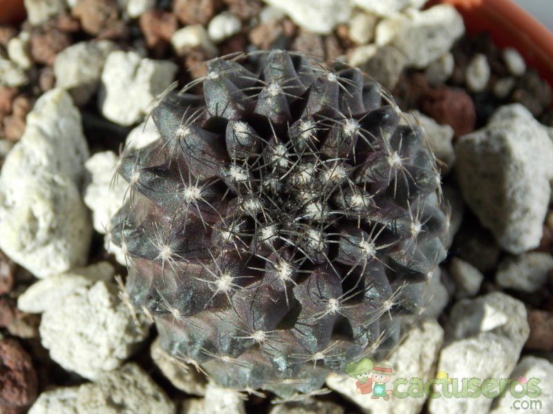 Una foto de Copiapoa humilis subsp. tenuissima