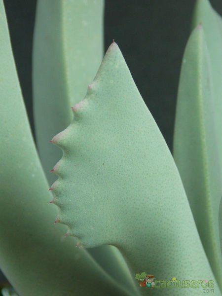 Una foto de Cheiridopsis denticulata