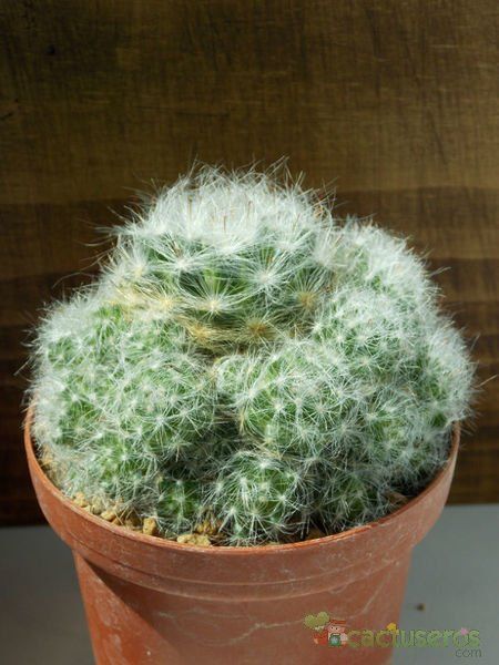 Una foto de Mammillaria glassii ssp. ascensionis