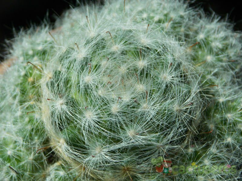 Una foto de Mammillaria glassii ssp. ascensionis