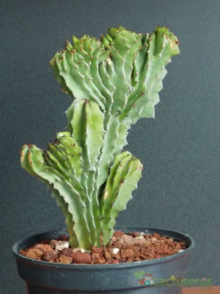 Una foto de Euphorbia abyssinica fma. crestada