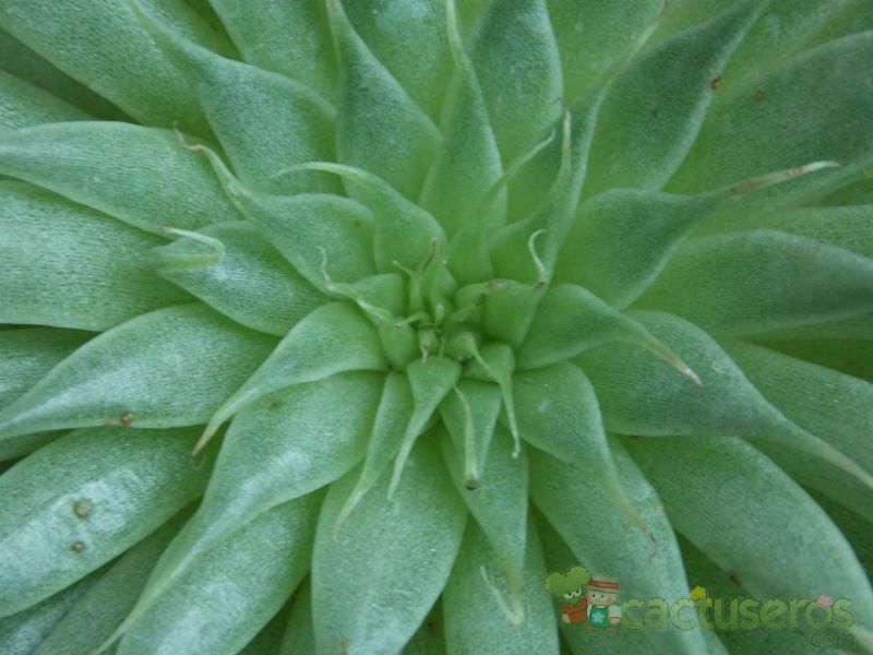 A photo of Graptopetalum filiferum