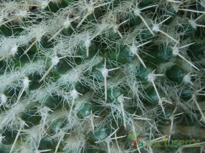 Una foto de Mammillaria karwinskiana subsp. nejapensis