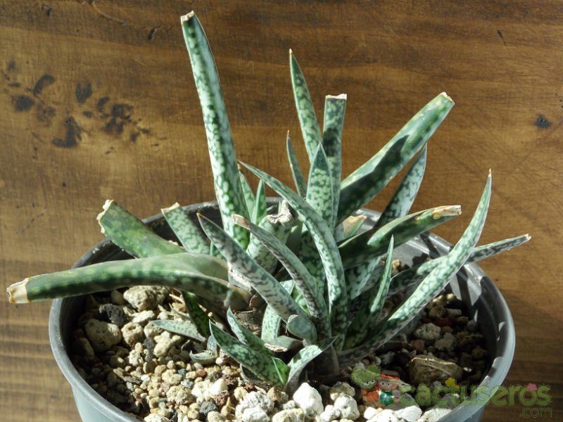 Una foto de Gasteria pulchra