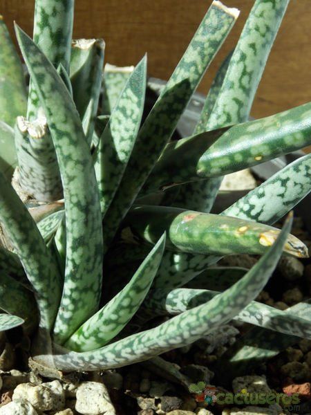 Una foto de Gasteria pulchra