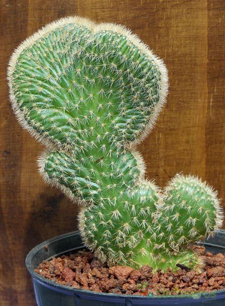 Una foto de Cleistocactus winteri f. crestada