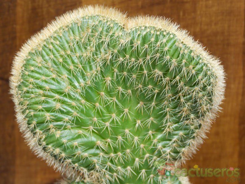 Una foto de Cleistocactus winteri f. crestada