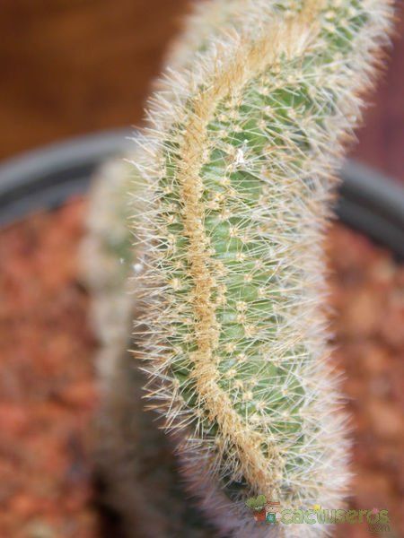 Una foto de Cleistocactus winteri f. crestada