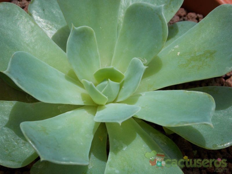 A photo of Echeveria runyonii