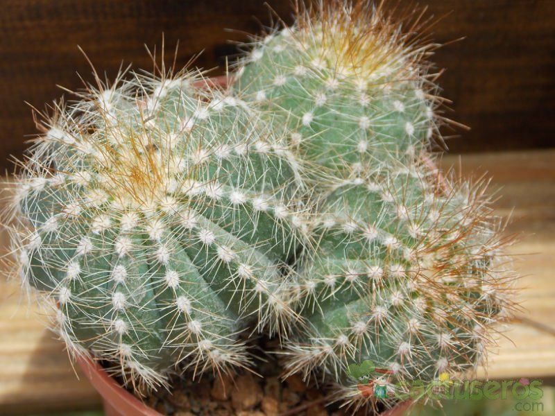 A photo of Parodia schumanniana