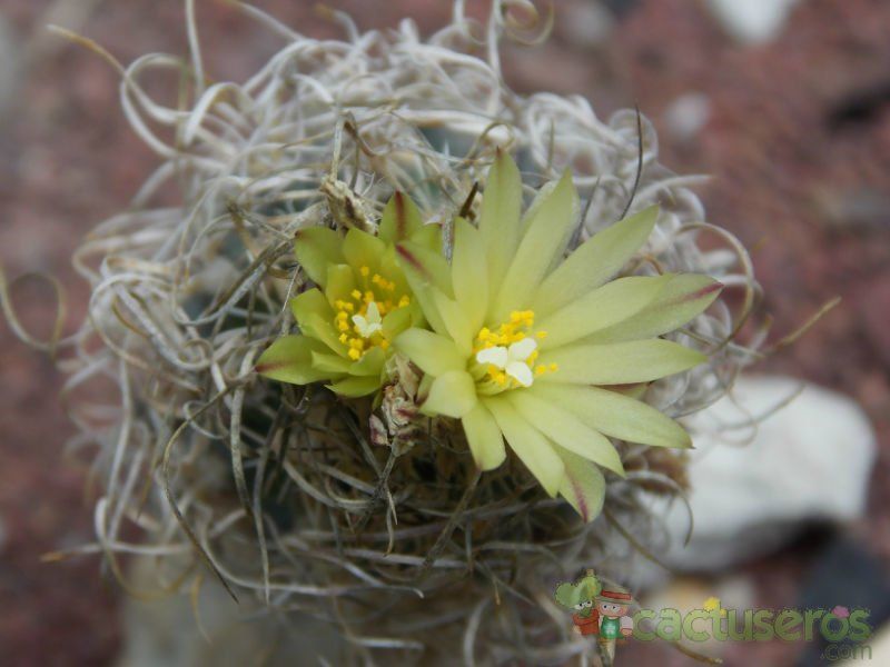 Una foto de Turbinicarpus pseudomacrochele ssp. minimus