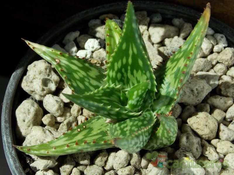 Una foto de Aloe jucunda
