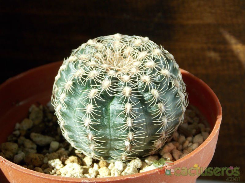 A photo of Gymnocalycium bruchii