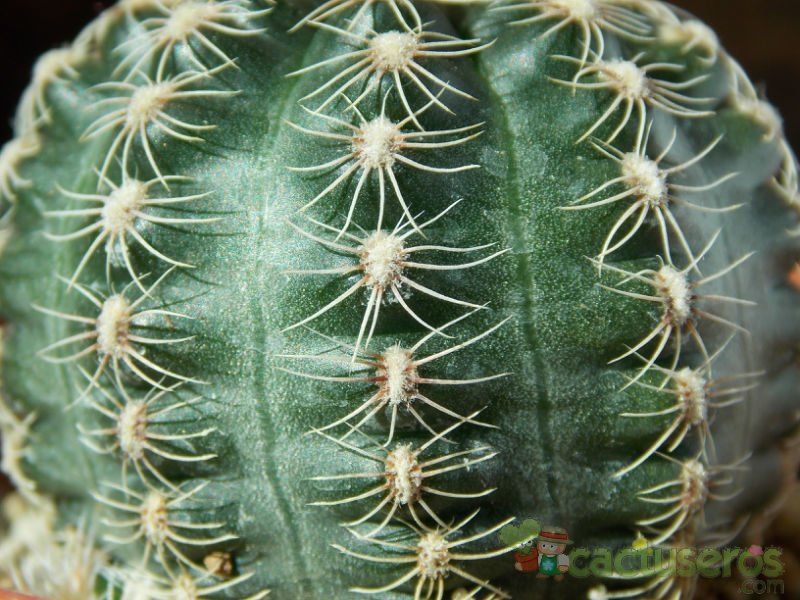 A photo of Gymnocalycium bruchii