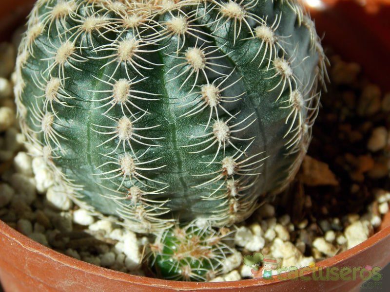 A photo of Gymnocalycium bruchii