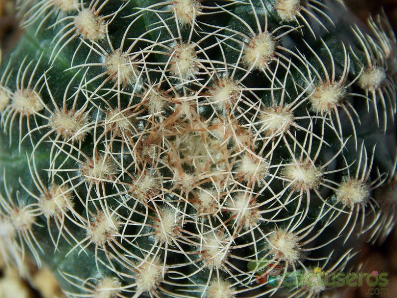 A photo of Gymnocalycium bruchii
