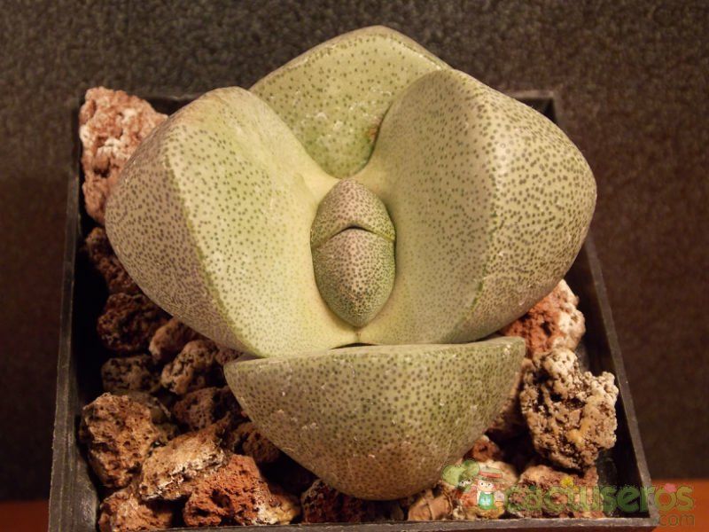 Una foto de Pleiospilos nelii