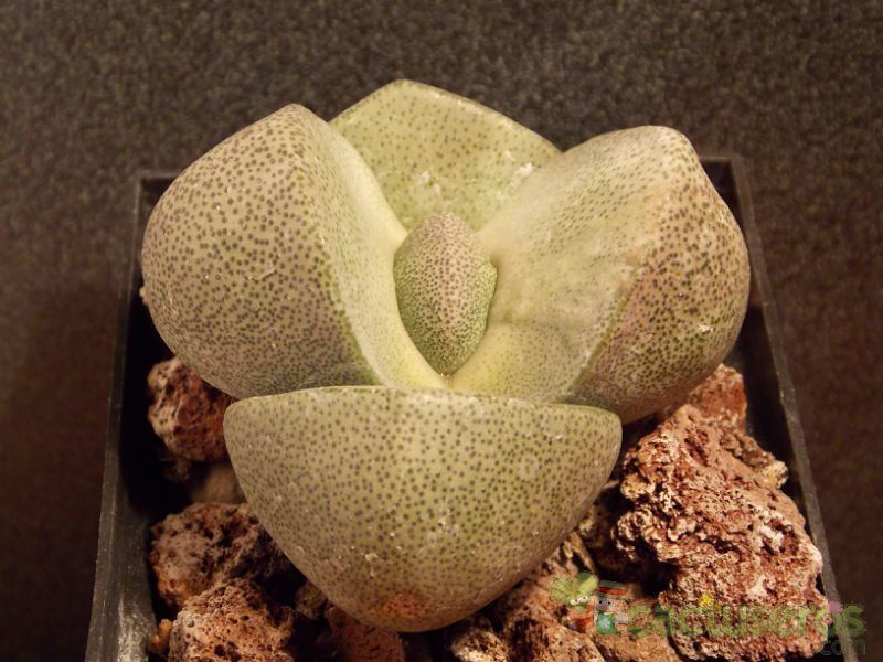 Una foto de Pleiospilos nelii