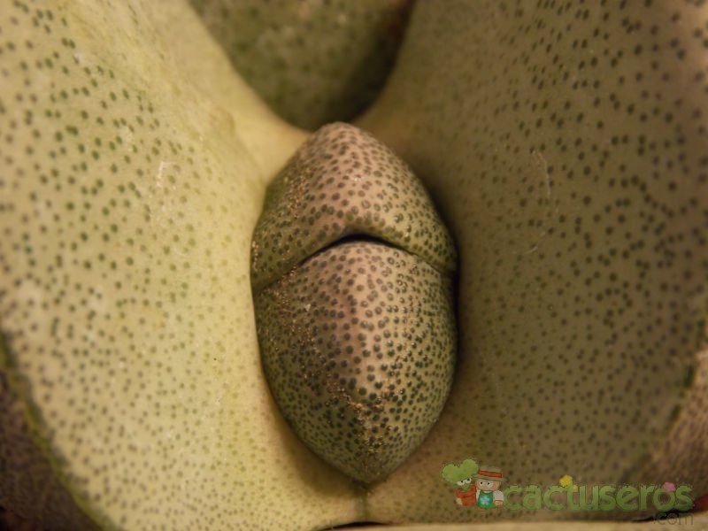 Una foto de Pleiospilos nelii