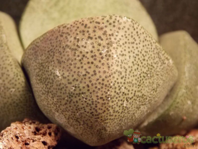 Una foto de Pleiospilos nelii