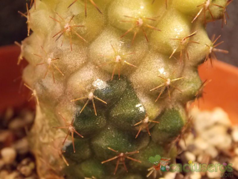 Una foto de Copiapoa humilis fma. variegada