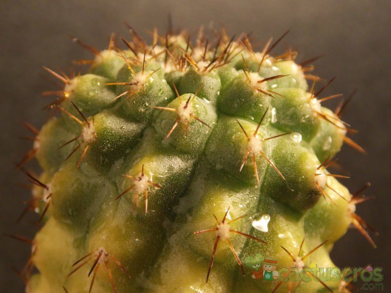 Una foto de Copiapoa humilis fma. variegada