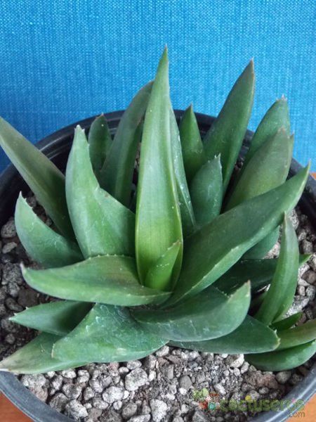 A photo of Alworthia cv. Black Gem (Haworthia cymbiformis x Aloe speciosa)