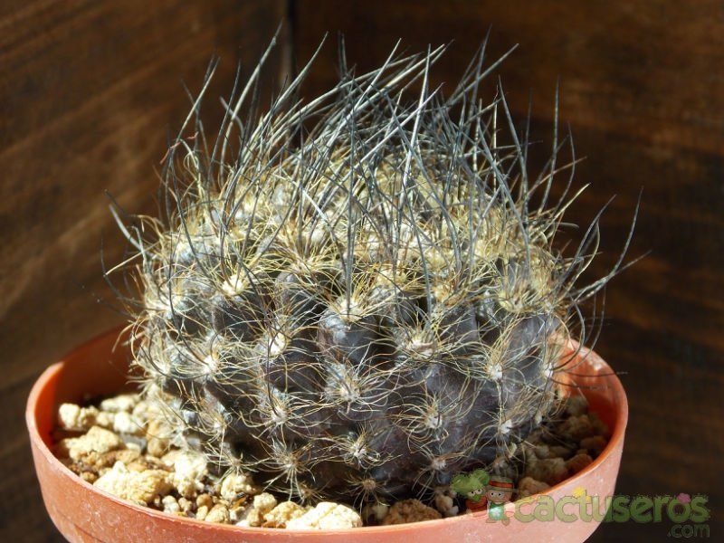 A photo of Eriosyce villosa