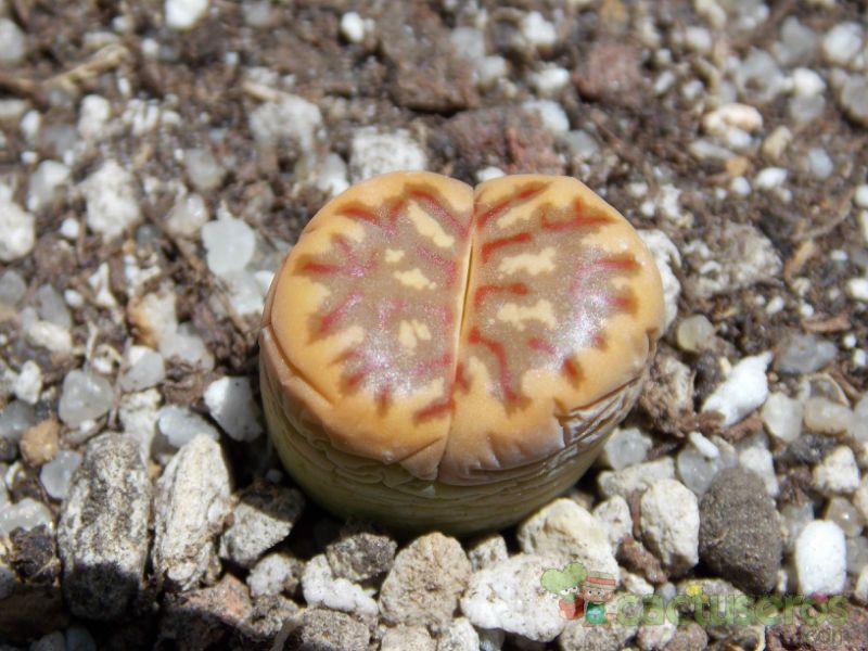 Una foto de Lithops dorotheae