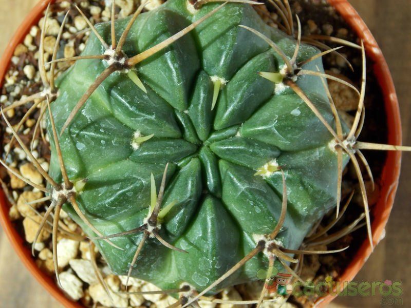 A photo of Echinopsis tegeleriana