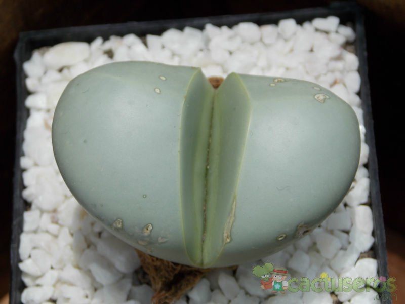 A photo of Argyroderma patens