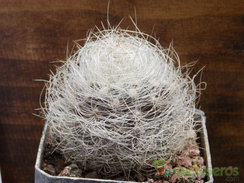Una foto de Eriosyce senilis
